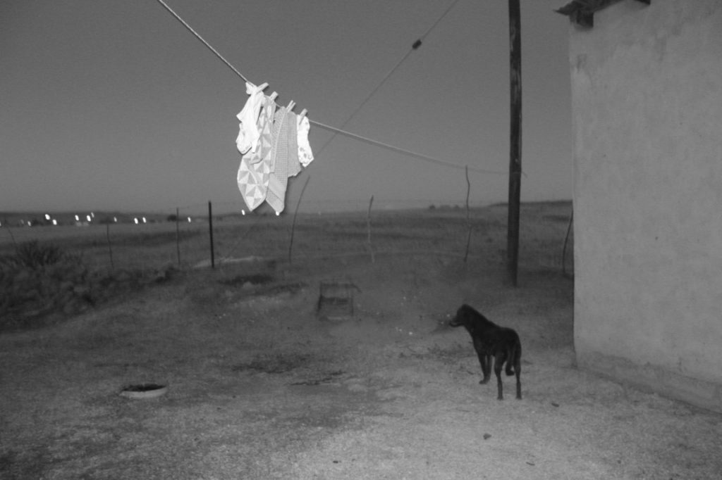 a_black_dog_Moloi_Tshepo (Medium)